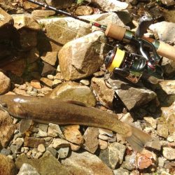 フライ名人といつもの谷へ ～長良川水系～